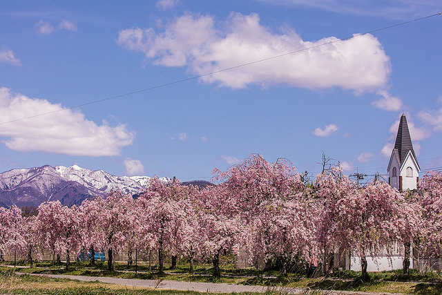 東北十大賞櫻景點：喜多方枝垂櫻花瀑布隧道_img_3